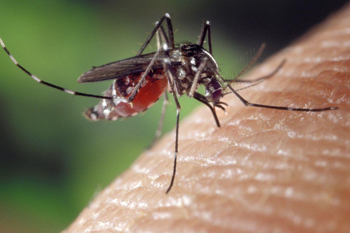 Mosquito Control – It’s Not Just For Summer Anymore