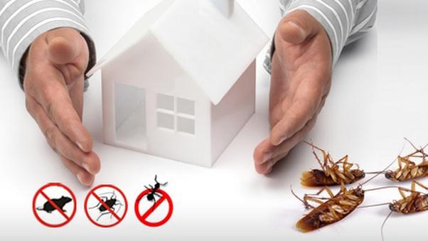 Why Should Pest Exterminators Be Hired For Regular Pest Control?