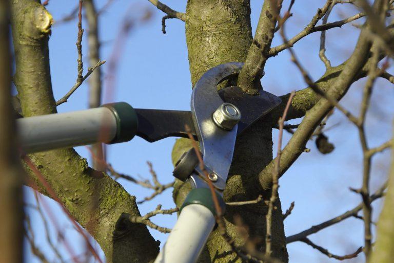 fruit-tree-pruning