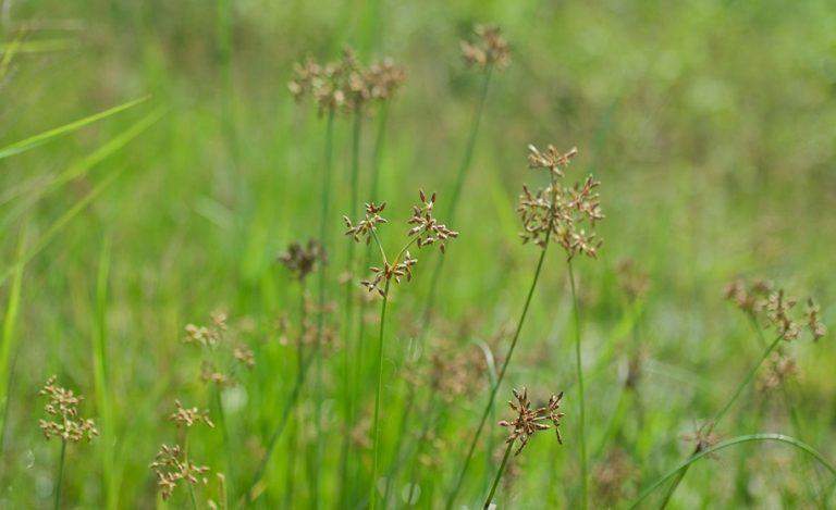 Comparison between Bermuda vs. Zoysia vs. Fescue