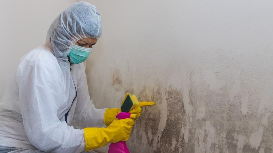 Top 5 Signs You May Need Mold Remediation