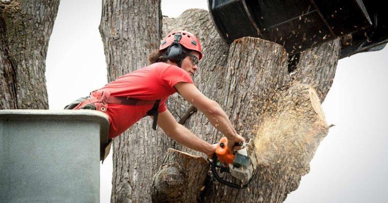 When and Why Tree Removal Becomes a Necessity for Property Owners