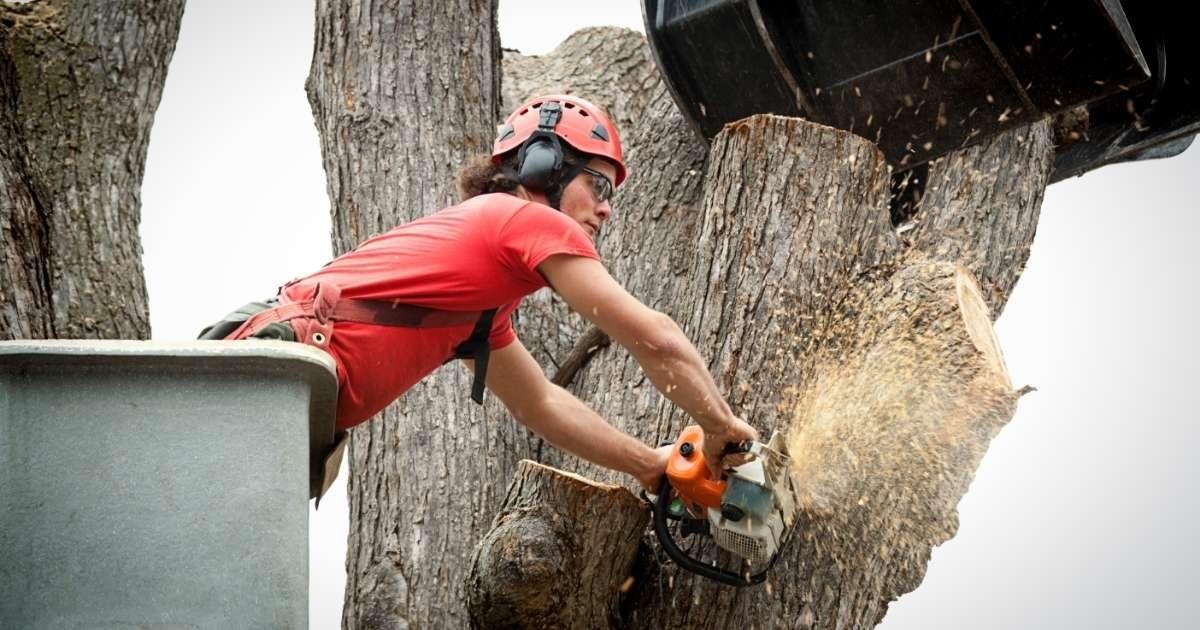 When and Why Tree Removal Becomes a Necessity for Property Owners