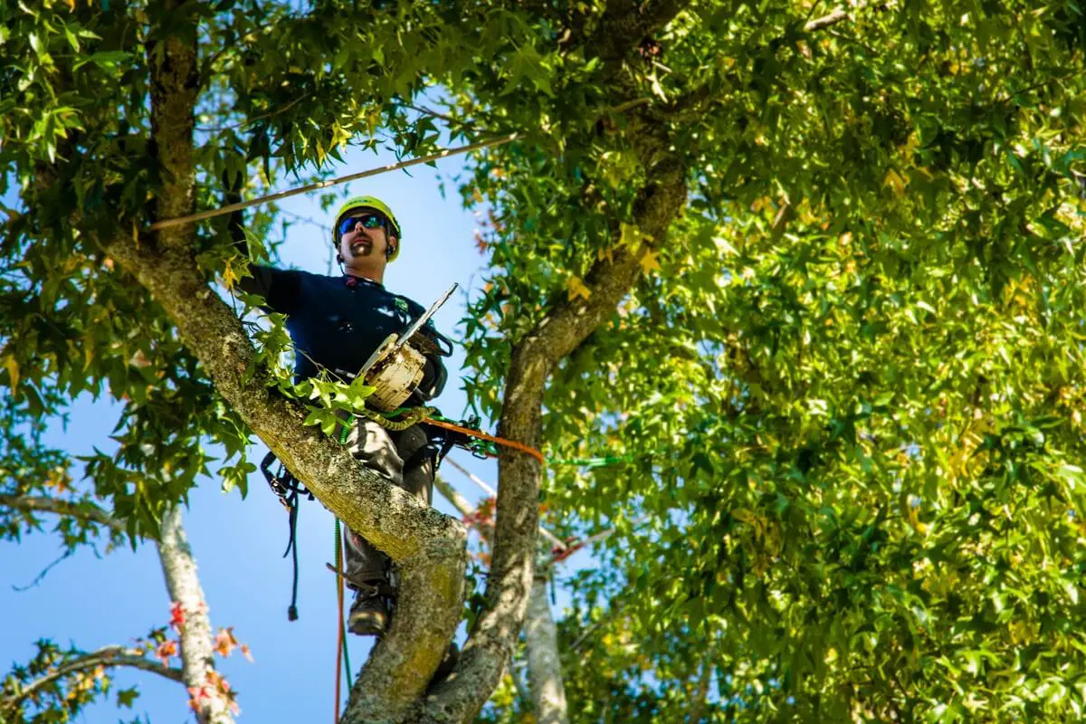 Guide to Obtaining Arborist Reports for City Tree Removal Permits