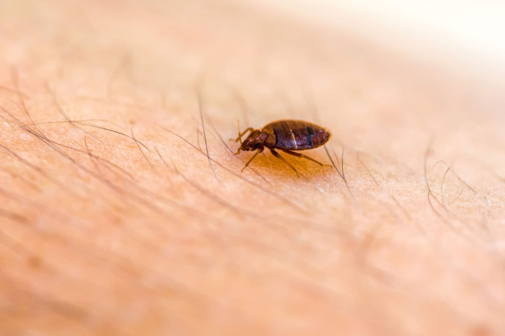 How to Prevent Bed Bug Infestation?