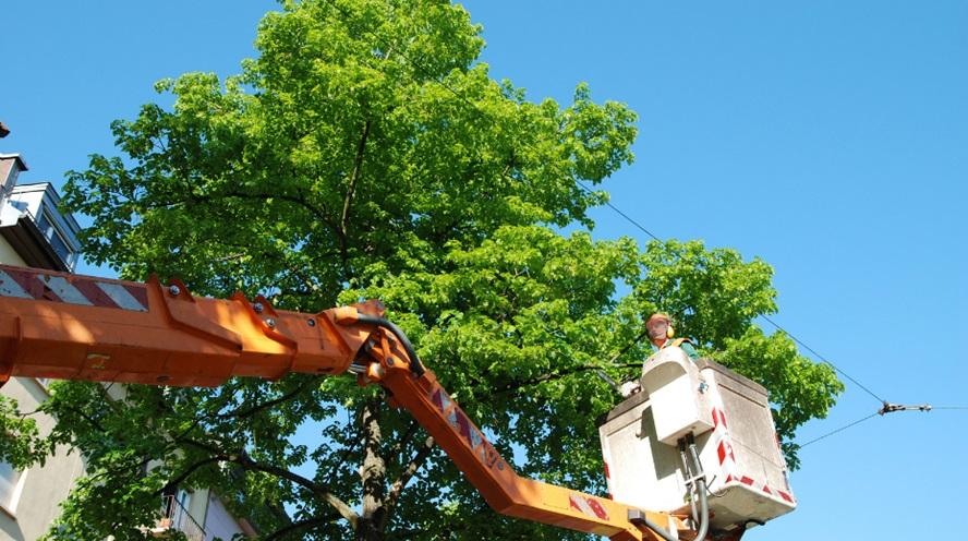The Importance of Professional Tree Trimming for Homeowners