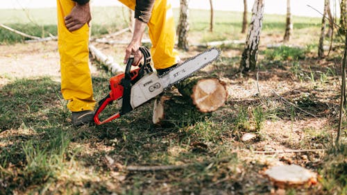 How Do I Balance Short-Term Savings with Long-Term Benefits in Tree Removal Service Costs?