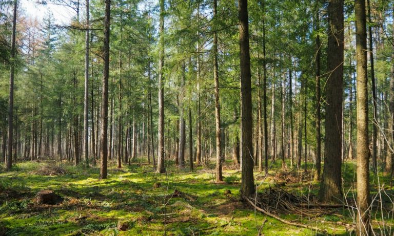 The Comprehensive Guide to Tree Surgery in London