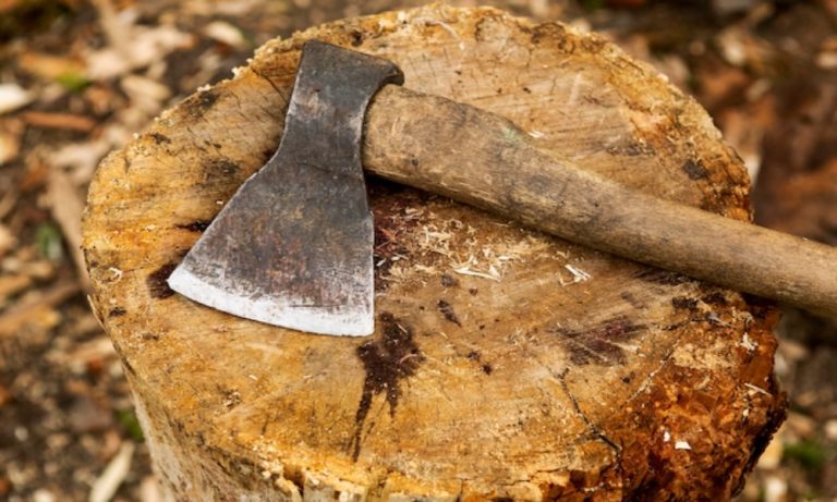 The Ultimate Guide to Tree Care in London