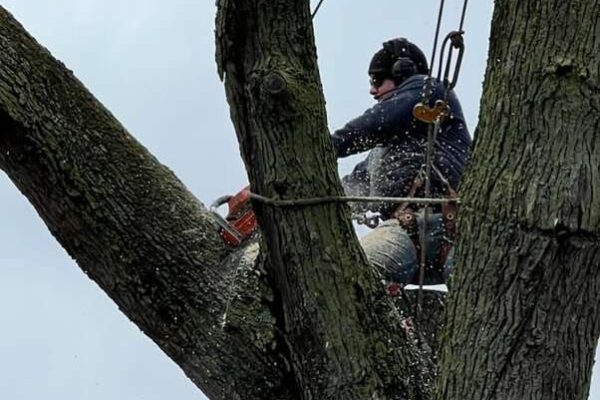 Hiring Arborist