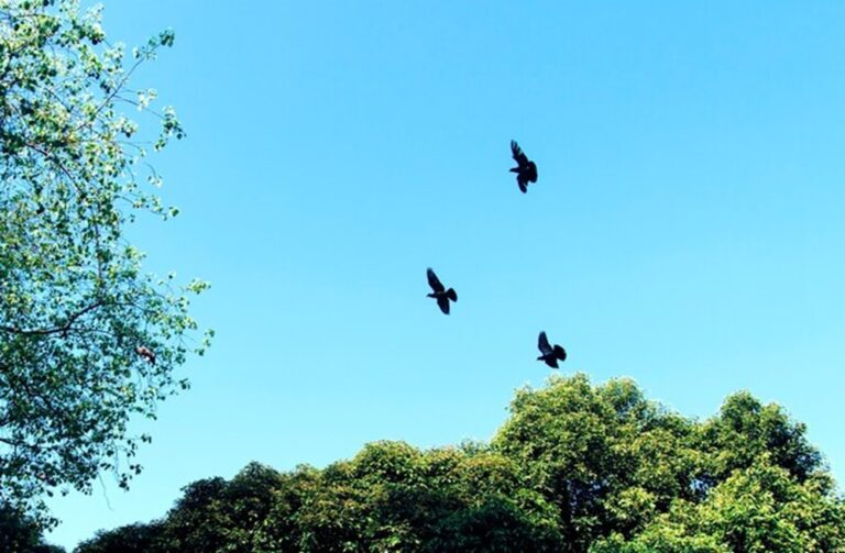 End-Bird-Related-Property-Damage