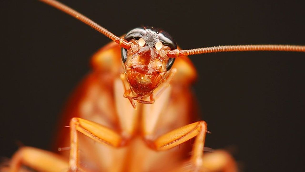 Why Do Pests Love Cardboard